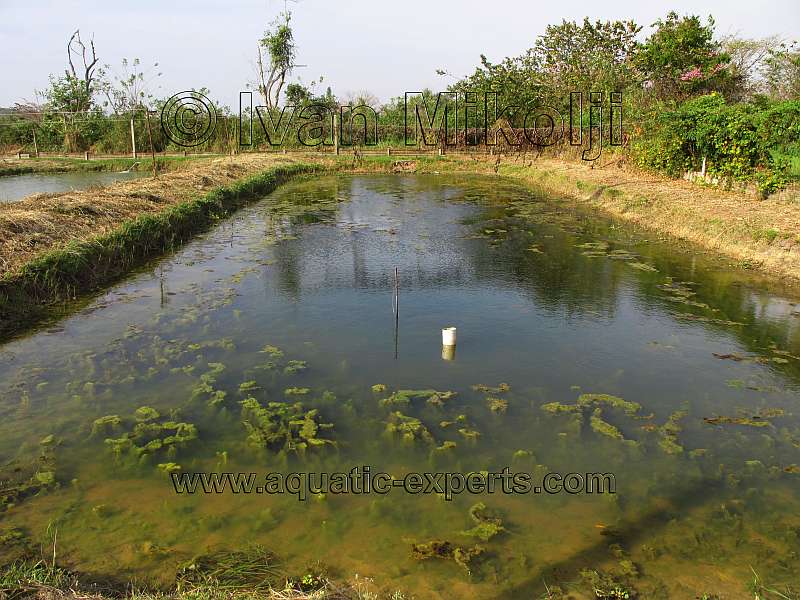 Acuicultura en Venezuela 5